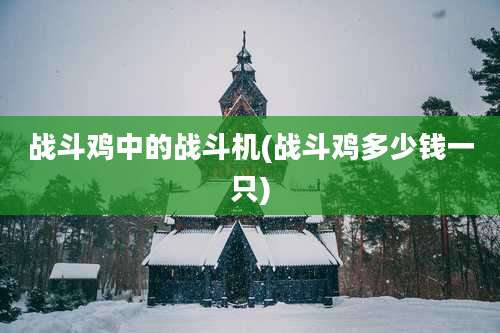战斗鸡中的战斗机(战斗鸡多少钱一只)