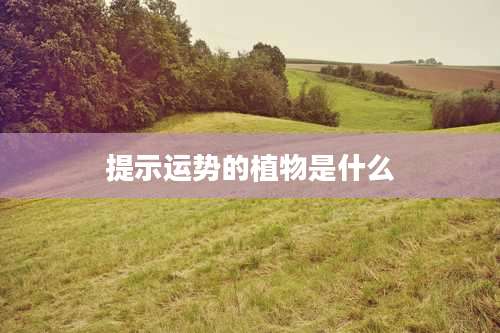 提示运势的植物是什么