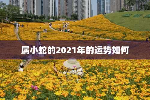 属小蛇的2021年的运势如何