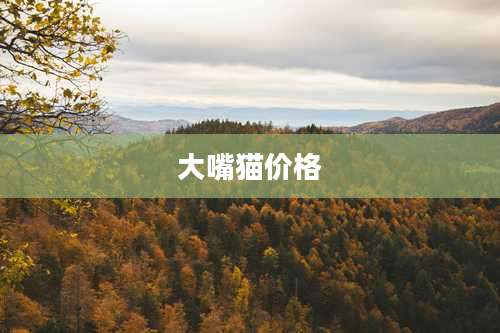 大嘴猫价格