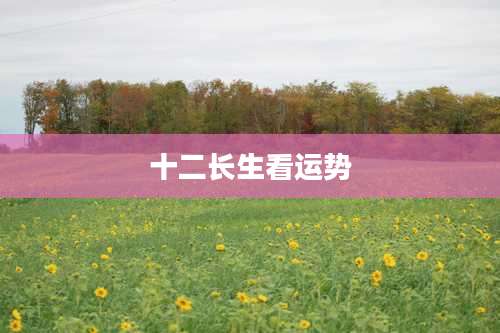 十二长生看运势