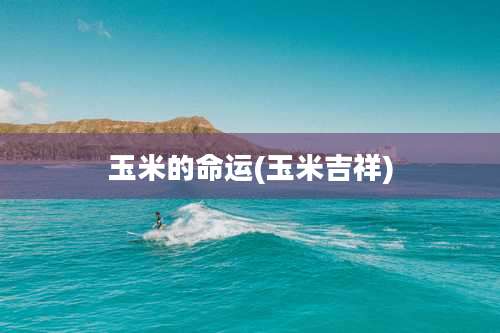 玉米的命运(玉米吉祥)