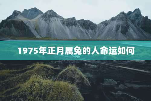 1975年正月属兔的人命运如何