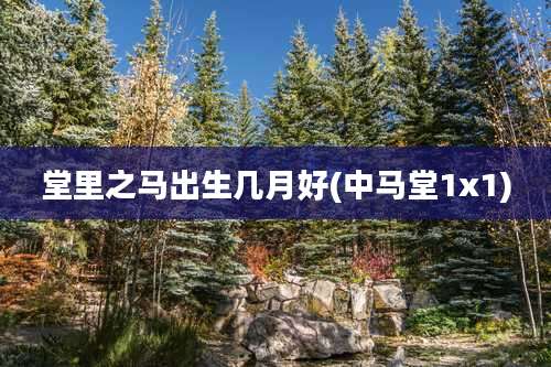 堂里之马出生几月好(中马堂1x1)