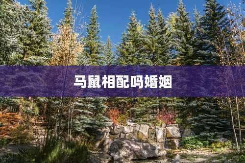 马鼠相配吗婚姻