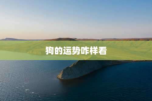 狗的运势咋样看