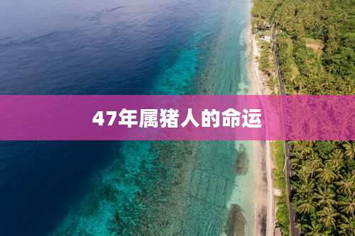 47年属猪人的命运