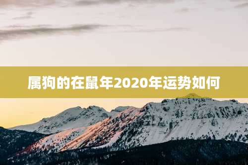 属狗的在鼠年2020年运势如何