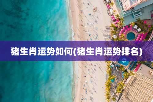 猪生肖运势如何(猪生肖运势排名)