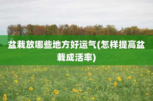 盆栽放哪些地方好运气(怎样提高盆栽成活率)