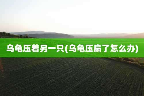 乌龟压着另一只(乌龟压扁了怎么办)