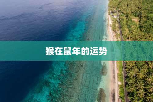 猴在鼠年的运势