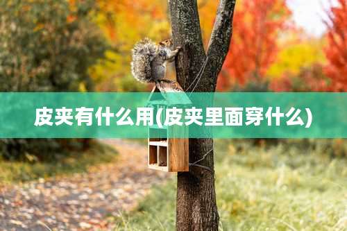 皮夹有什么用(皮夹里面穿什么)