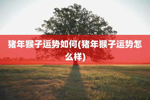 猪年猴子运势如何(猪年猴子运势怎么样)