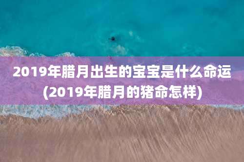 2019年腊月出生的宝宝是什么命运(2019年腊月的猪命怎样)