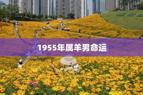1955年属羊男命运