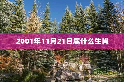 2001年11月21日属什么生肖
