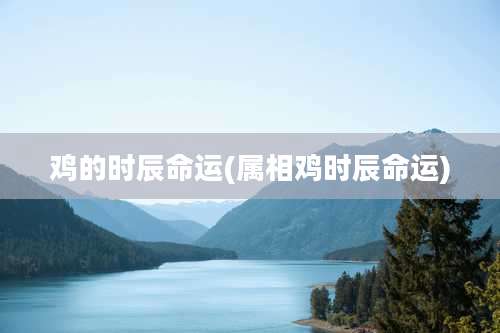 鸡的时辰命运(属相鸡时辰命运)