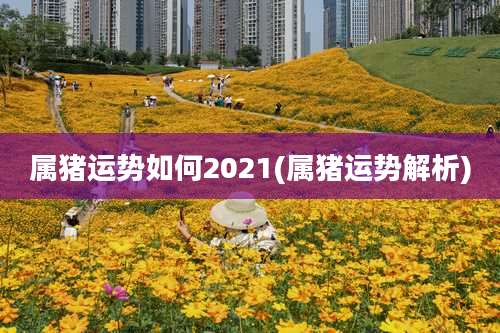 属猪运势如何2021(属猪运势解析)