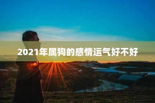 2021年属狗的感情运气好不好