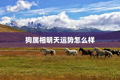 狗属相明天运势怎么样