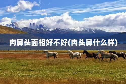 肉鼻头面相好不好(肉头鼻什么样)