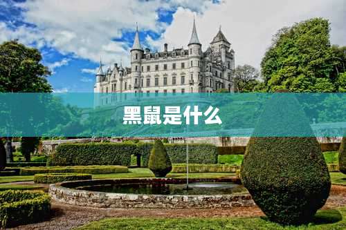 黑鼠是什么