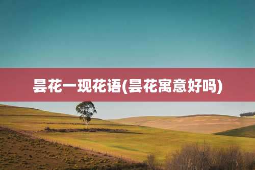 昙花一现花语(昙花寓意好吗)