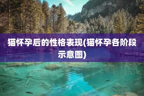 猫怀孕后的性格表现(猫怀孕各阶段示意图)