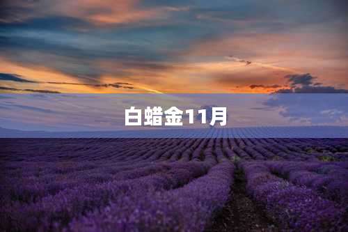 白蜡金11月