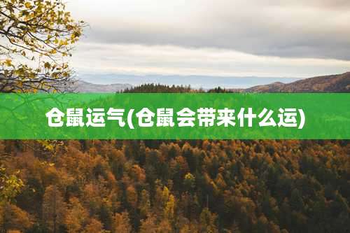 仓鼠运气(仓鼠会带来什么运)