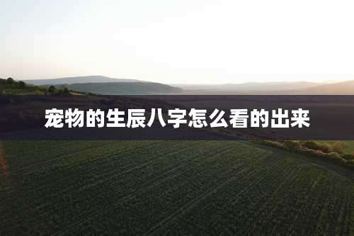 宠物的生辰八字怎么看的出来