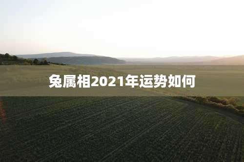 兔属相2021年运势如何