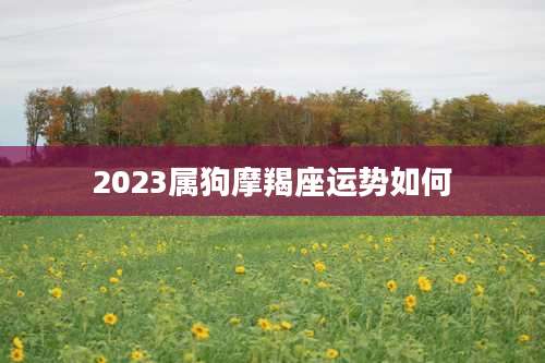 2023属狗摩羯座运势如何