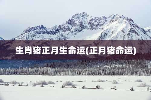 生肖猪正月生命运(正月猪命运)