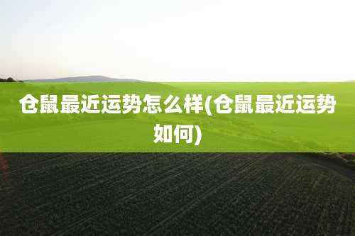 仓鼠最近运势怎么样(仓鼠最近运势如何)