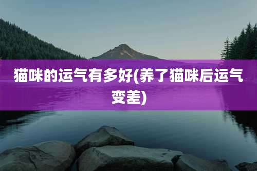 猫咪的运气有多好(养了猫咪后运气变差)