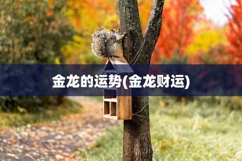 金龙的运势(金龙财运)