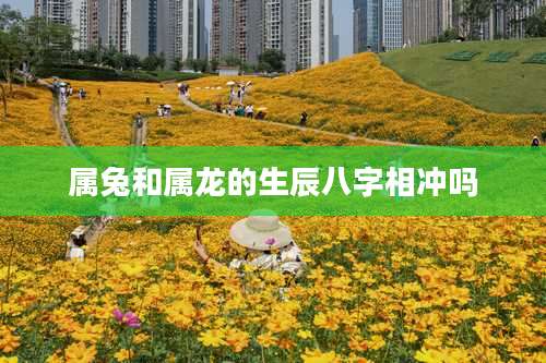 属兔和属龙的生辰八字相冲吗