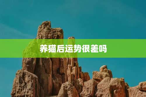 养猫后运势很差吗