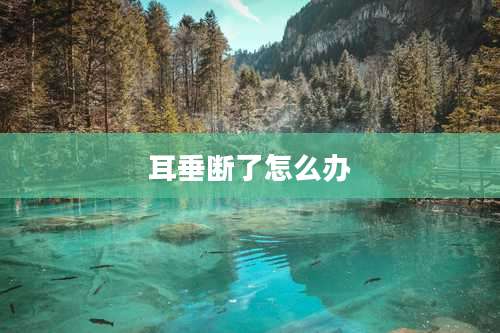 耳垂断了怎么办