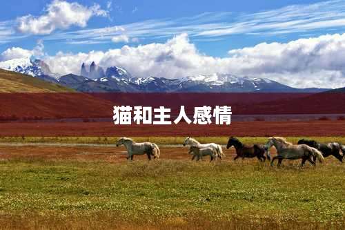 猫和主人感情