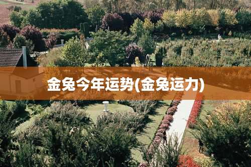 金兔今年运势(金兔运力)