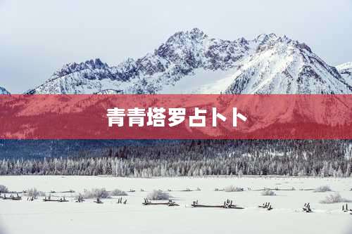 青青塔罗占卜卜