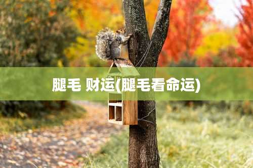 腿毛 财运(腿毛看命运)