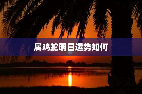 属鸡蛇明日运势如何