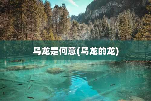 乌龙是何意(乌龙的龙)