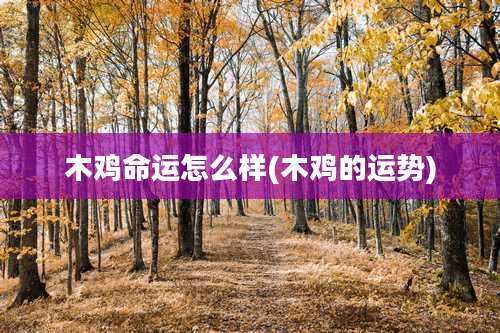 木鸡命运怎么样(木鸡的运势)