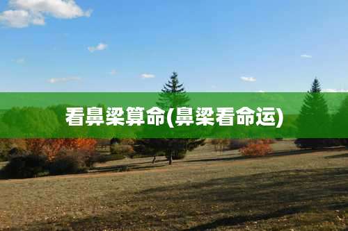 看鼻梁算命(鼻梁看命运)