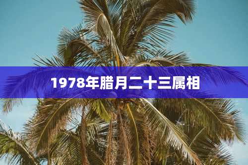 1978年腊月二十三属相